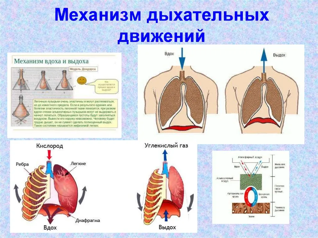 Модель Зарница механизм легочных дыхательных движений