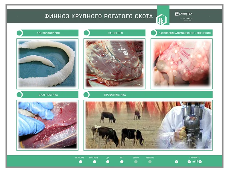 Стенд Зарница финноз крупного рогатого скота