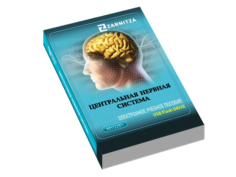 Электронное пособие Зарница центральная нервная система